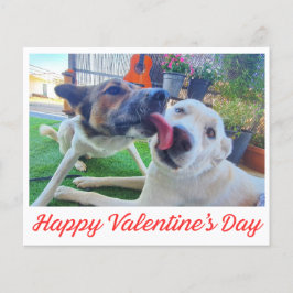 Happy Valentines Day niedliche Hunde Foto Ferienka