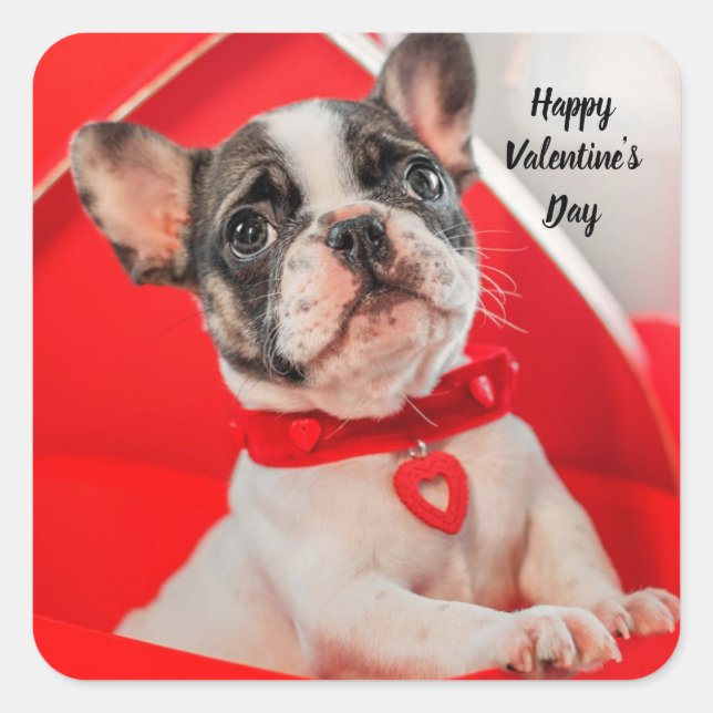 Happy Valentins französische Bulldogge-Aufkleber Quadratischer Aufkleber (Vorderseite)
