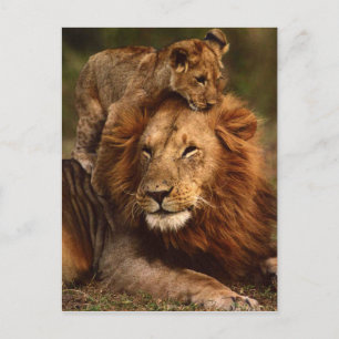 Happy Vathers Day Daddy Lion und Lion Cub Postkarte