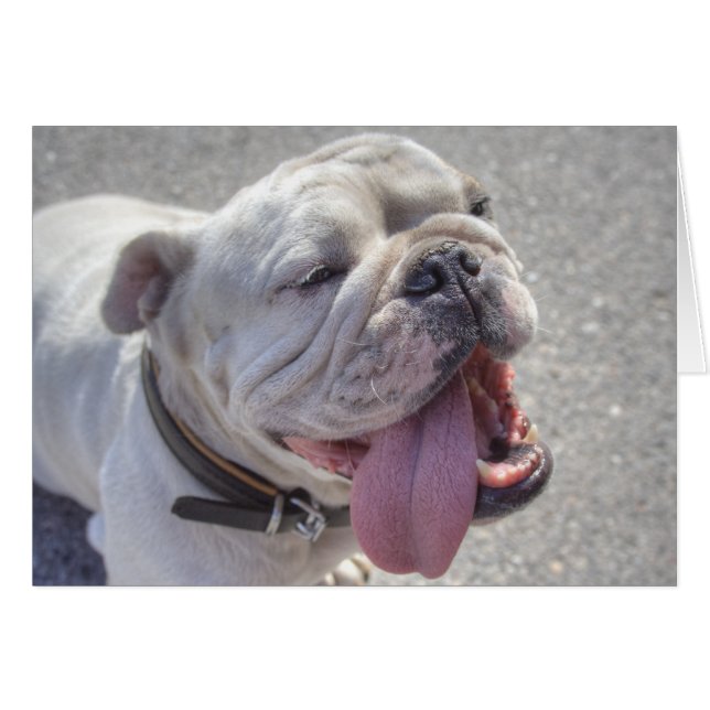 Happy White Bulldog (Vorderseite (Horizontal))