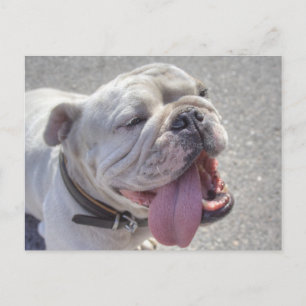 Happy White Bulldog Postkarte