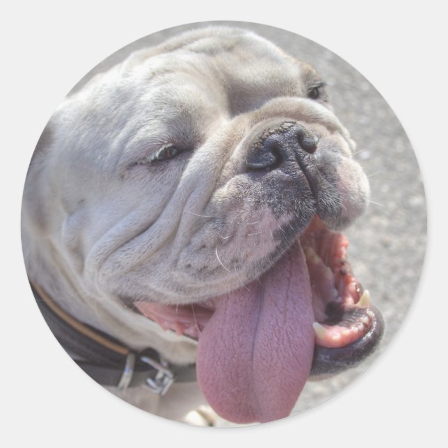 Happy White Bulldog Runder Aufkleber (Vorderseite)