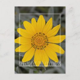 Happy Yellow Blume - Herzlichen Glückwunsch Postkarte