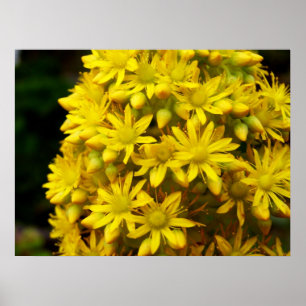 HappY YeLLoW-Poster Poster