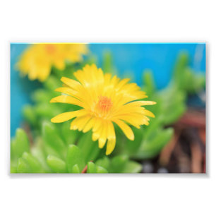 Happy Yellow Succulent Blume Fotodruck