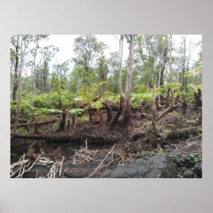 HAPUU FERNS BIG ISLAND HAWAII POSTER