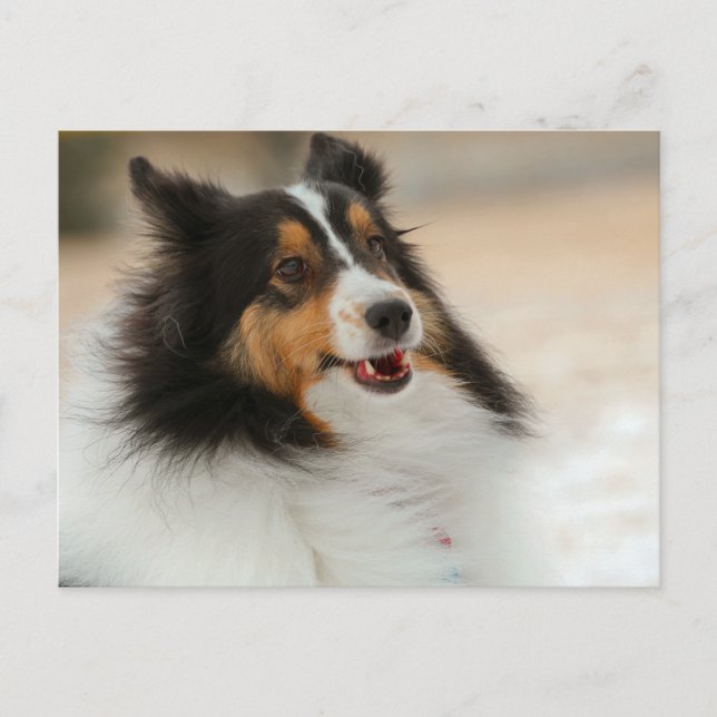 Hapy Shelty Postkarte (Vorderseite)