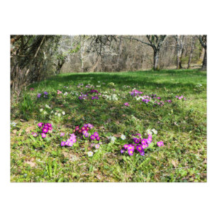 Harbinger of Spring Fotodruck