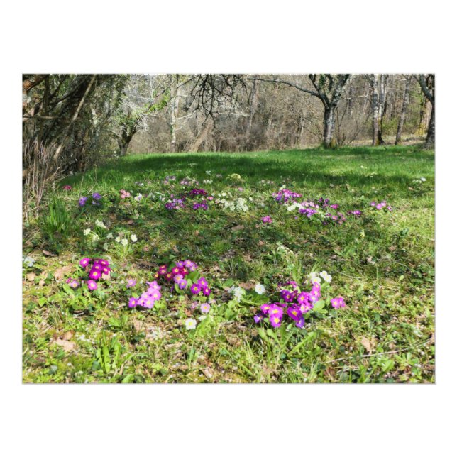 Harbinger of Spring Fotodruck (Vorne)