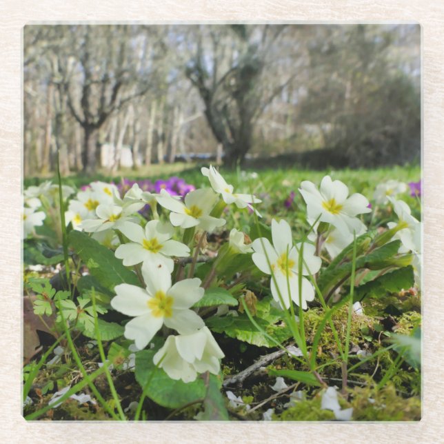 Harbinger of Spring Glasuntersetzer (Vorderseite)