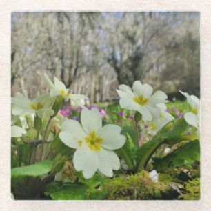 Harbinger of Spring Glasuntersetzer