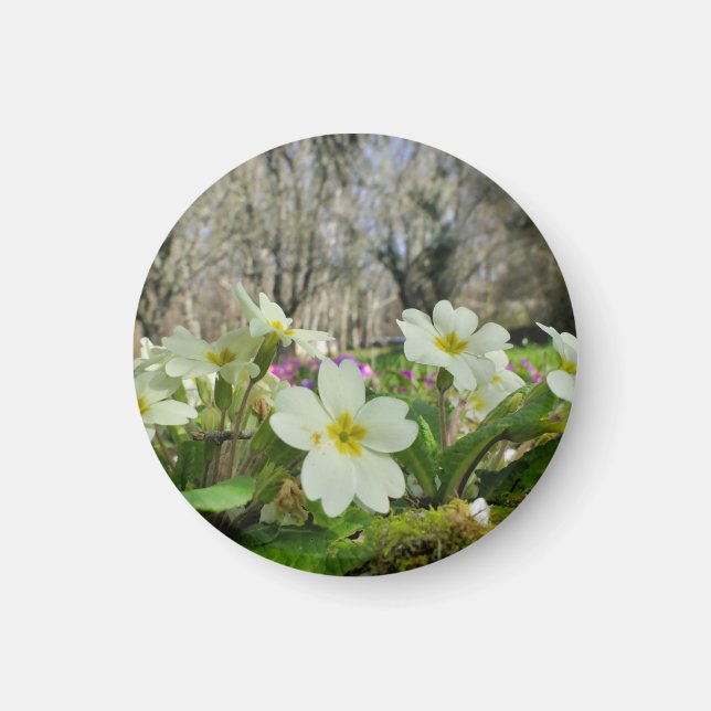 Harbinger of Spring Magnet (Vorne)