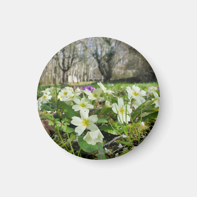 Harbinger of Spring Magnet (Vorne)