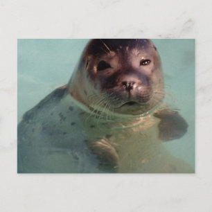 Harbour Siegel Postcard Postkarte