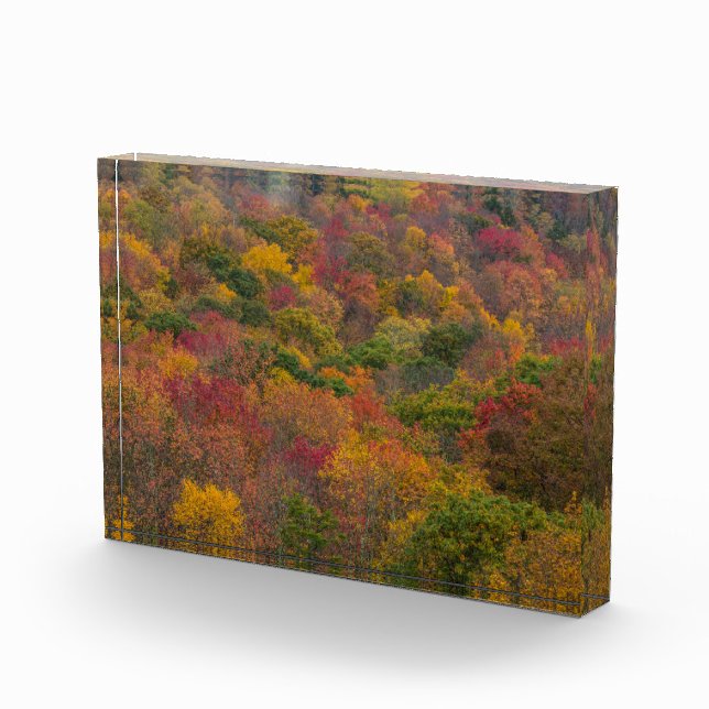 Hardwood Forest in Randolph Landkreis, West Virgin Fotoblock (Rechts)