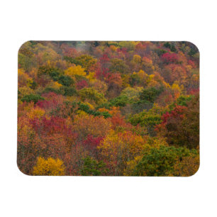 Hardwood Forest in Randolph Landkreis, West Virgin Magnet