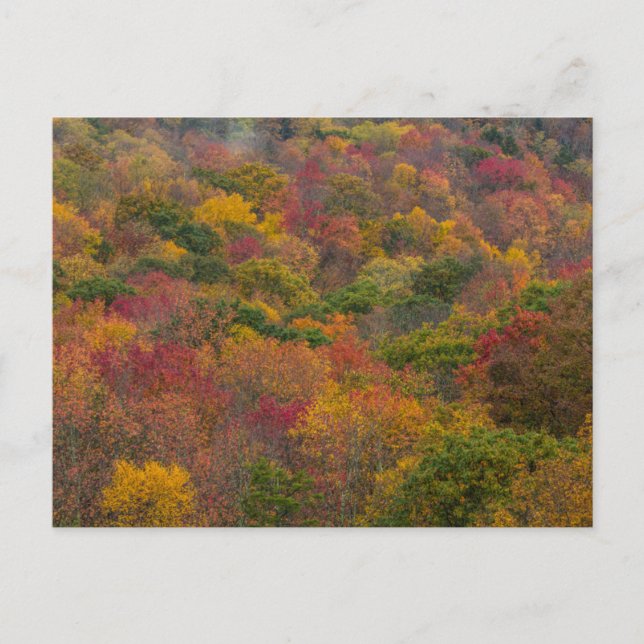 Hardwood Forest in Randolph Landkreis, West Virgin Postkarte (Vorderseite)