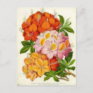 Hardy Azaleas von Sir Joseph Paxton Postkarte