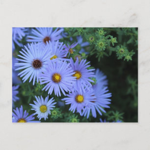 Hardy Blue Aster # 3 Postkarte