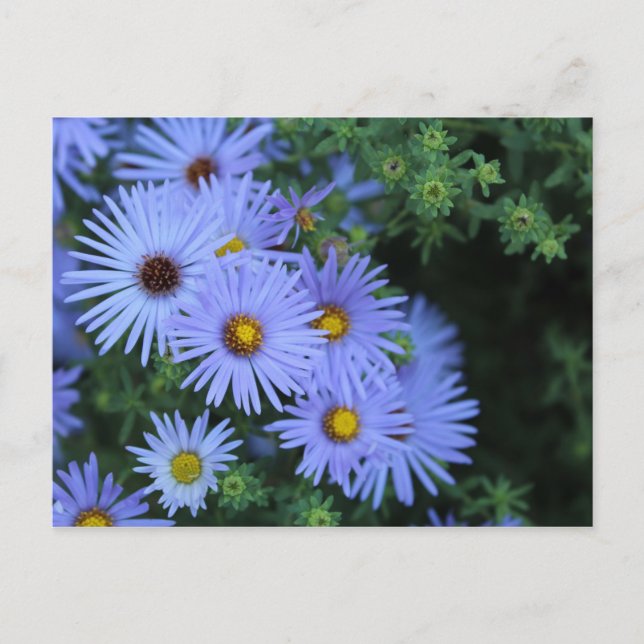 Hardy Blue Aster # 3 Postkarte (Vorderseite)