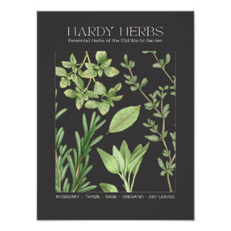 Hardy Herbs Botanical Print  Fotodruck
