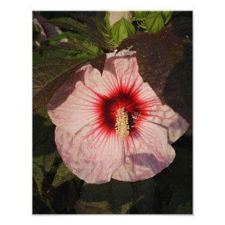 Hardy-Hibiskus 11"x14" Fotodruck