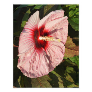 Hardy-Hibiskus 11"x14" Fotodruck