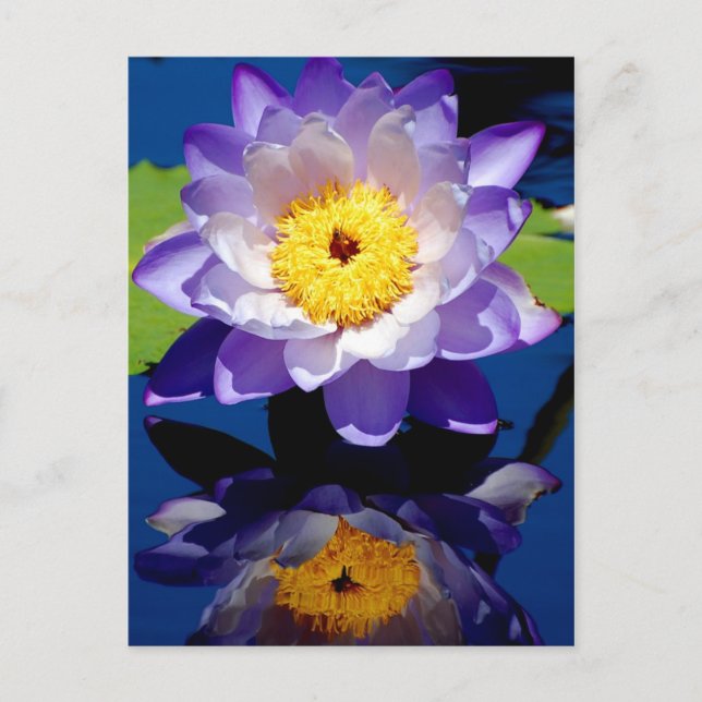 Hardy Wasserlilie Postkarte (Vorderseite)