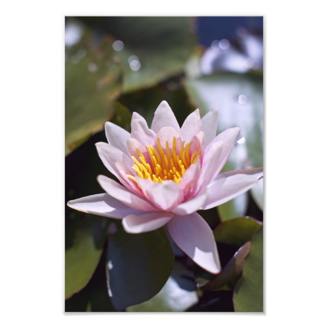 Hardy Water Lily Foto Print (Vorne)