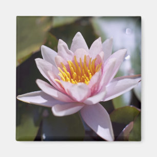 Hardy Water Lily Magnet