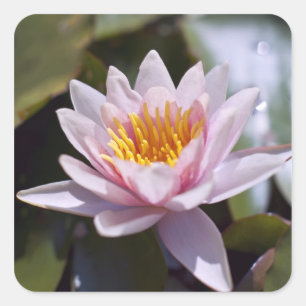 Hardy Water Lily Sticker