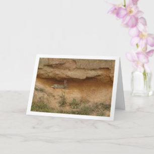 Hare in Canyon Cave Card Karte
