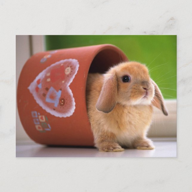 Hare in der Blume Postkarte (Vorderseite)