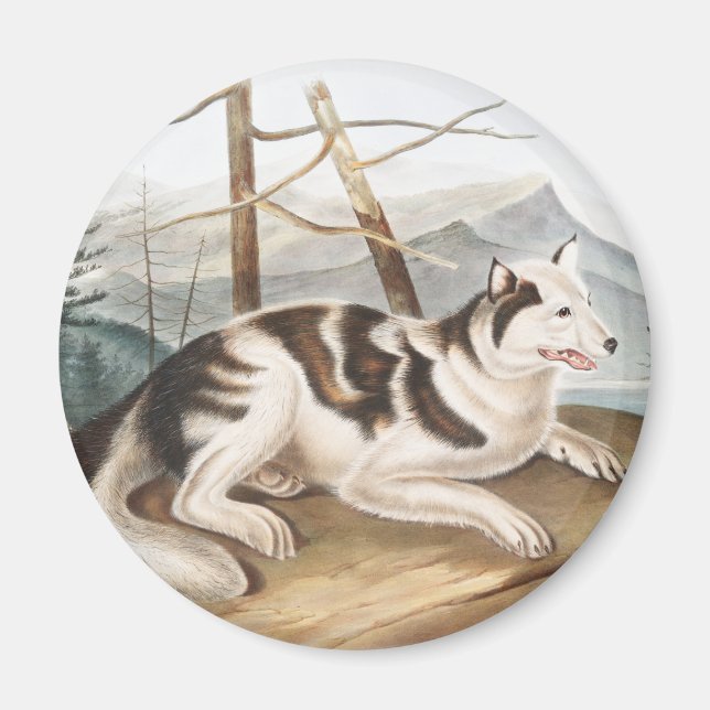 Hare Indian Dog (Canis familiaris) Illustration Magnet (Vorne)