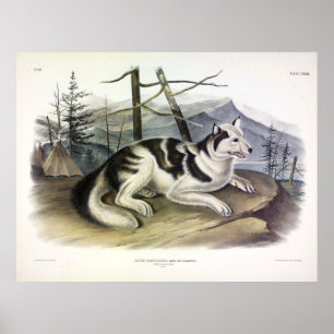 Hare-Indian Dog (Mackenzie River Dog) von Audubon Poster