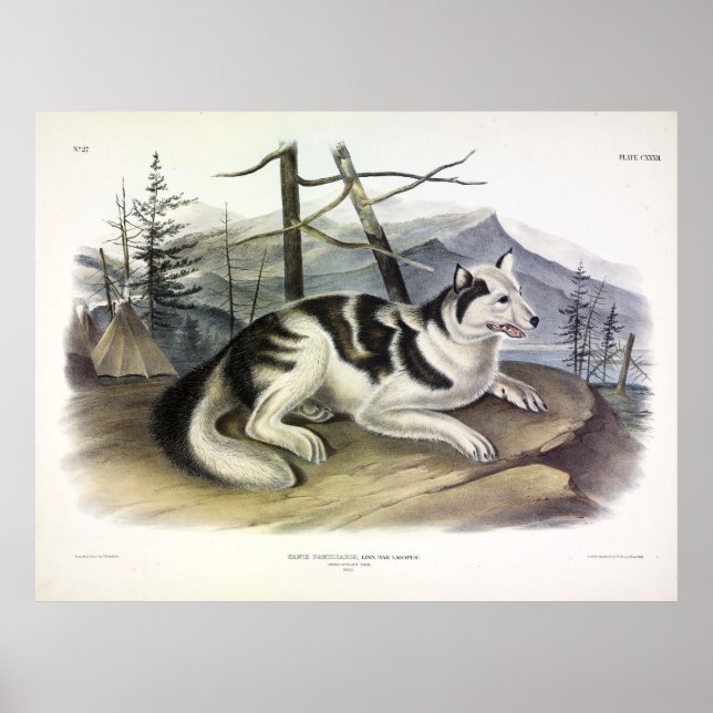 Hare-Indian Dog (Mackenzie River Dog) von Audubon Poster (Vorne)