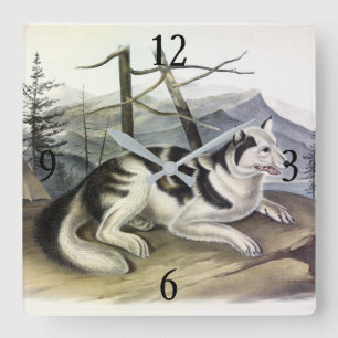 Hare-Indian Dog (Mackenzie River Dog) von Audubon Quadratische Wanduhr