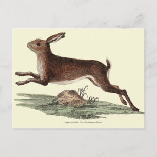 HARE POST CARD POSTKARTE