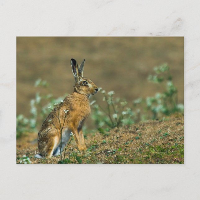 Hare Postkarte (Vorderseite)