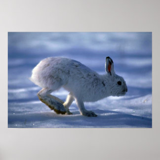 Hare/Schneeschuhhrabbit läuft über offene Poster