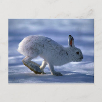Hare/Schneeschuhhrabbit läuft über offene Postkarte