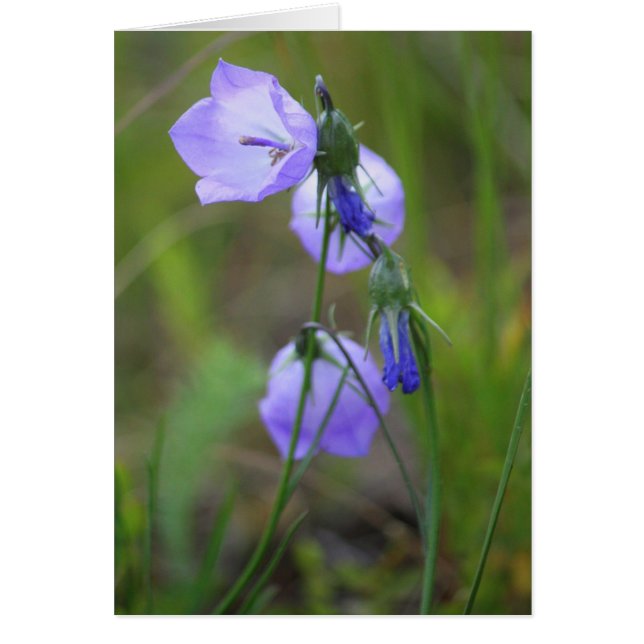 Harebell (Vorne)