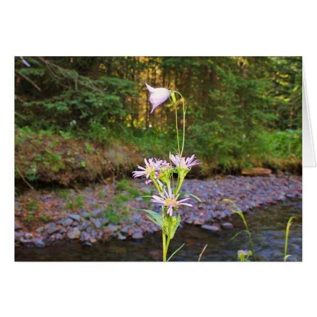 Harebell-u. Wiesen-Aster (Vorderseite (Horizontal))