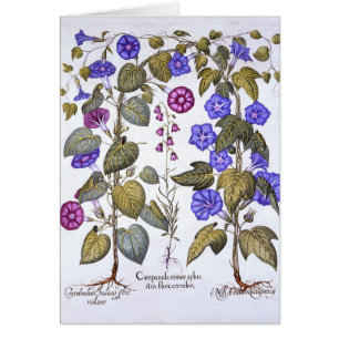 Harebell und Convovulus