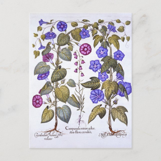 Harebell und Convovulus Postkarte (Vorderseite)