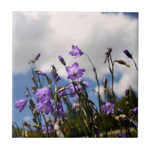 Harebells in der Sandias Fliese