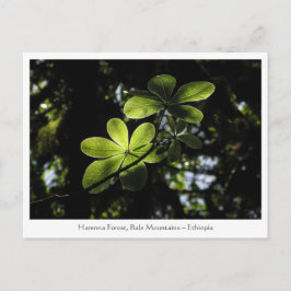 Harenna Forest Ethiopia Postkarte