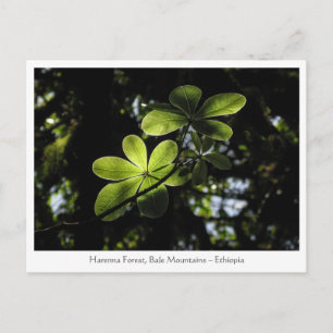 Harenna Forest Ethiopia Postkarte