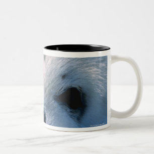 Harfen-Siegelwelpe 2 Zweifarbige Tasse