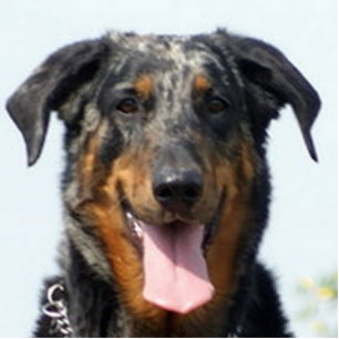 Harlekin Beauceron Fotoskulptur Schlüsselanhänger